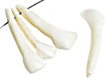 10 32 to 38mm Worked on Bone White Coyote Teeth Pendants