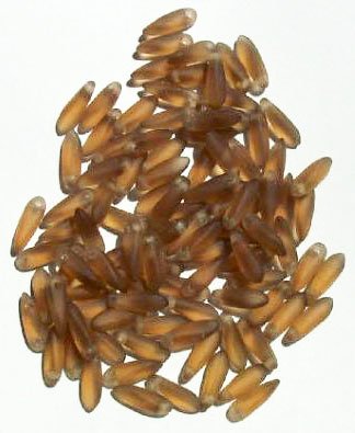 100 3x11mm Matte Transparent Smoke Topaz Dagger Beads