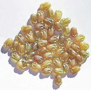 50, 12mm Matte Golden Topaz & Gold Tulip Beads