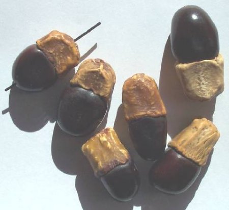 6 30x20mm Natural Brown Peach Nut Beads
